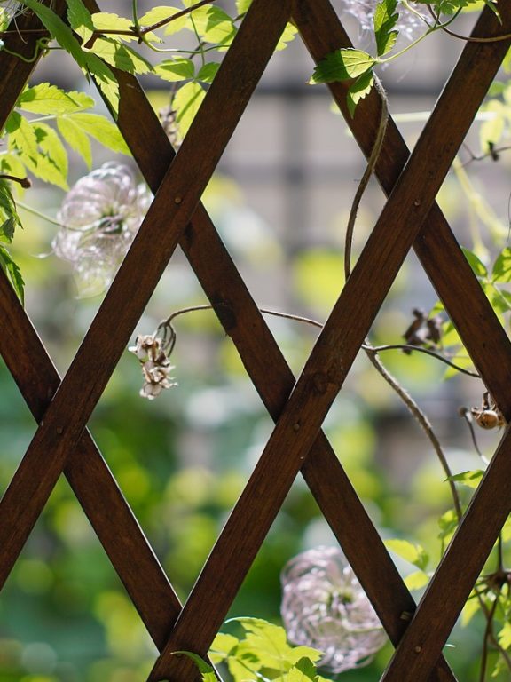 Où installer des plantes chez soi ?